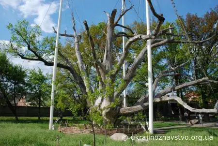 700-літній Козацький (Запорізький) Дуб
